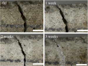 Self-Healing Concrete regenerates in the span over three weeks.